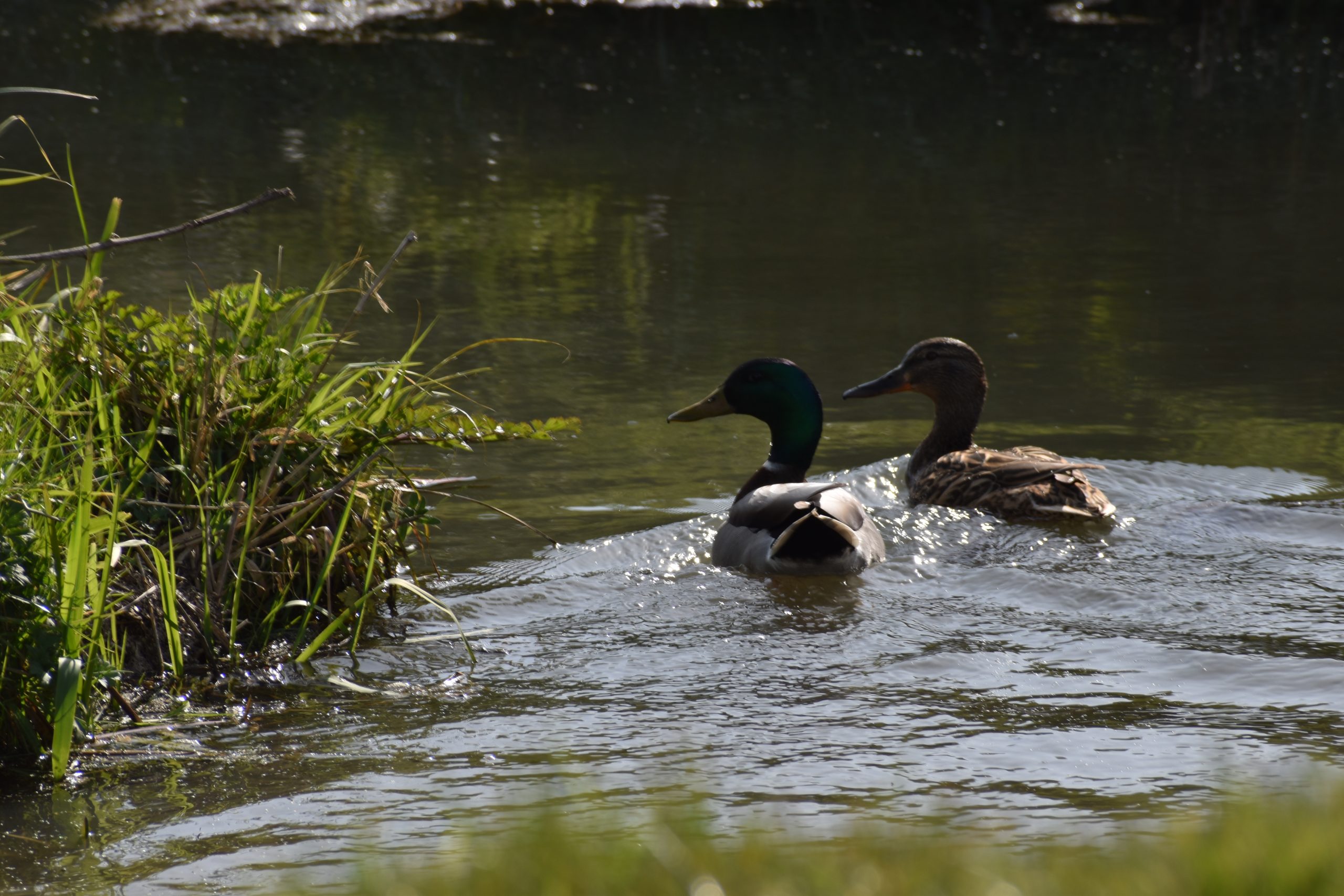 Ducks