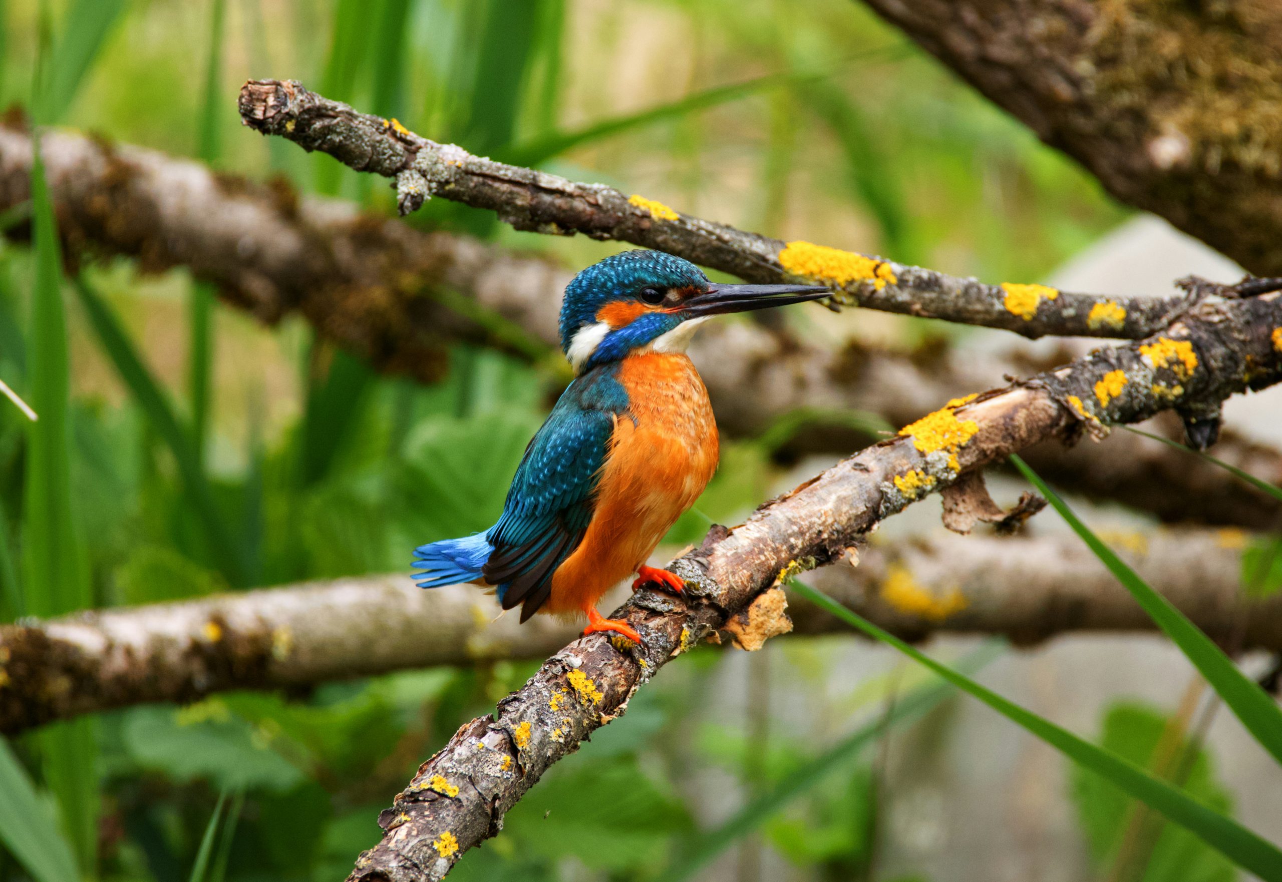 Kingfisher in the Gwent Levels