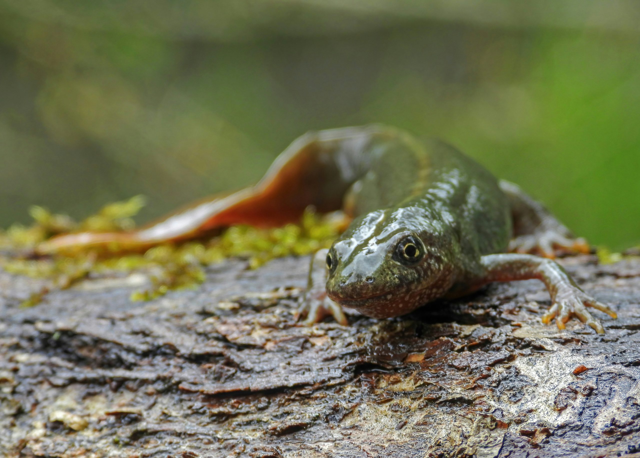 common newt