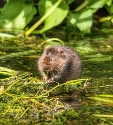 Water Vole