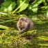 Water Vole