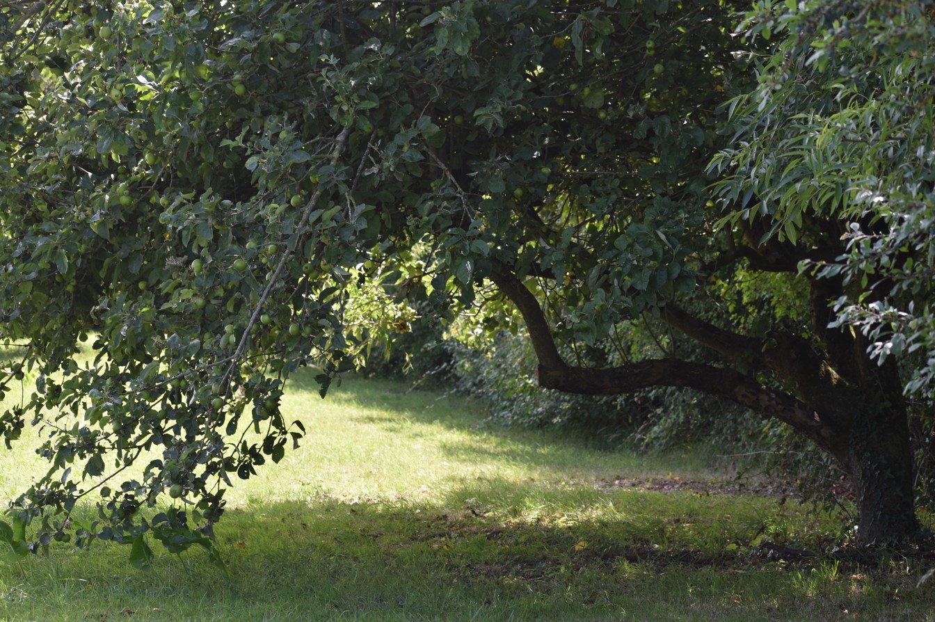 Large Apple tree