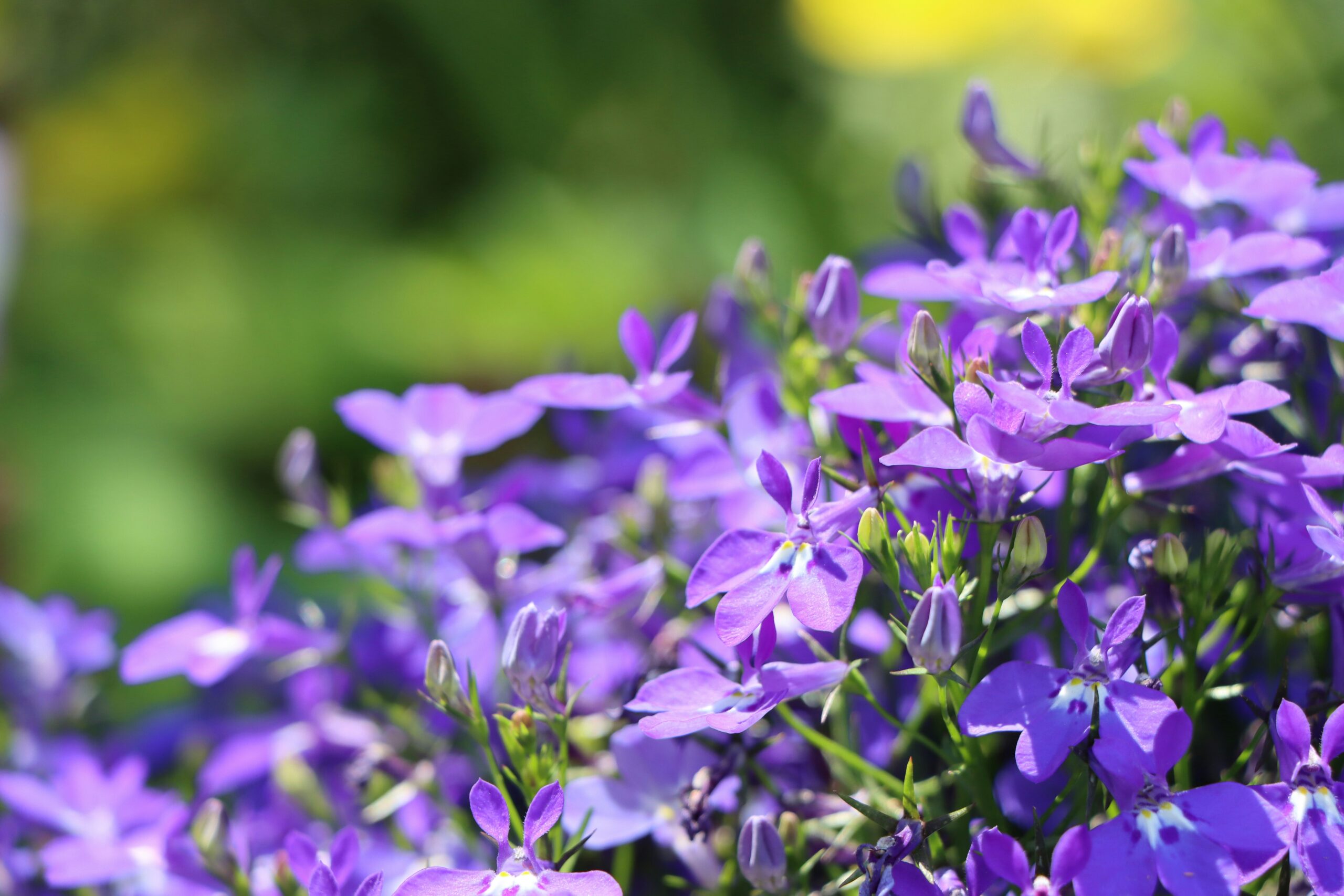 Lobelia Fountains Mix